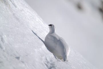 a Rock Ptarmigan, lagopus muta,  male on the snow capped alps at a sunny winter day
