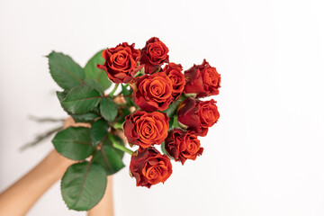 Bouquet of red roses in female hands on a white background, top view.