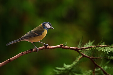 Great tit, Parus major, sitting on a branch.