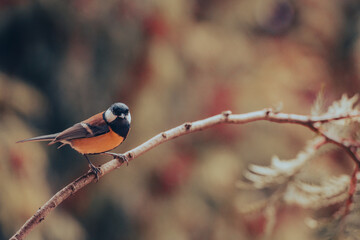 Great tit, Parus major, sitting on a branch.