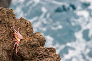 Crab That Is Never Going Back To Sea