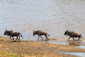Wildebeest crossing the Mara river in Serengeti national park, Tanzania. Great migration