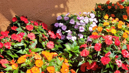 .beautiful colorful flowers in a sunny garden