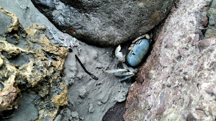 crab stuck between the rocks on the shore of an island with a beach
