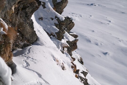 a rock ptarmigan, lagopus muta,  male on the snow capped alps in a rock wall at a sunny winter day