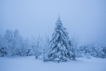 snow covered pine tree