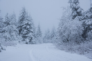 Obraz premium winter road in the forest