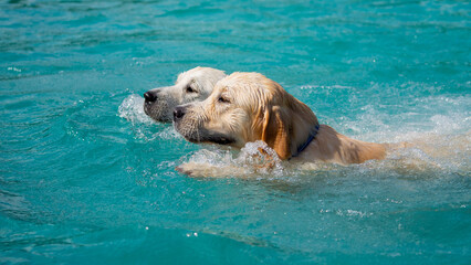 Canine dog swimming in the pool on a sunny day