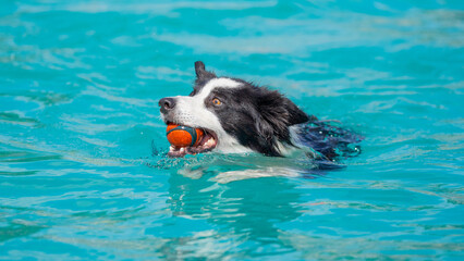 Canine dog swimming in the pool on a sunny day