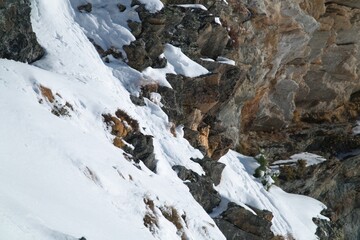 Fototapeta na wymiar a rock ptarmigan, lagopus muta, male on the snow capped alps in a rock wall at a sunny winter day