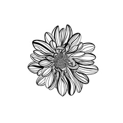 Black and white line illustration of daisy flowers on a white background. Flower chrysanthemum isolated on white