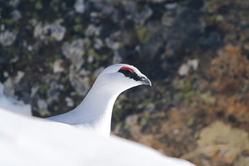 a Rock Ptarmigan, lagopus muta,  male on the snow capped alps at a sunny winter day