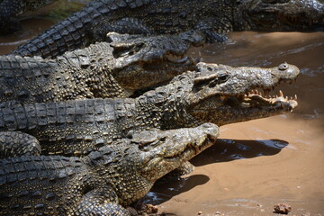 The crocodile tastes what it eats. Have you met him personally? - obrazy, fototapety, plakaty