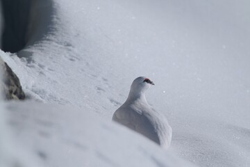 a Rock Ptarmigan, lagopus muta,  male on the snow capped alps at a sunny winter day