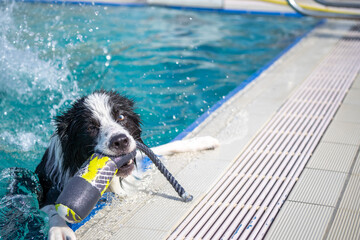 Canine dog swimming in the pool on a sunny day