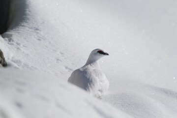a Rock Ptarmigan, lagopus muta,  male on the snow capped alps at a sunny winter day