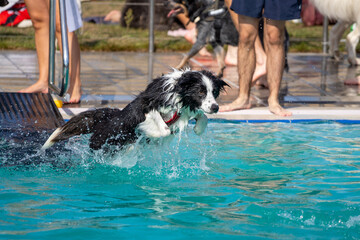 Canine dog jumping in a swimming pool