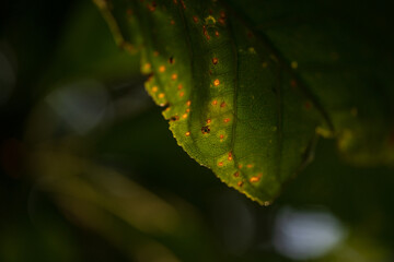 Abstract background, green leaves, detail of green leaves. Detailed growth ecology. Close up.