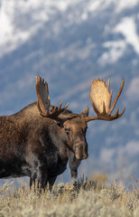 Bull Moose During the Rut in Wyoming in Autumn