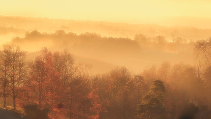 Obraz na płótnie Canvas Arundel woodland in the early morning fo