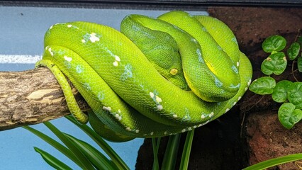 green tree python