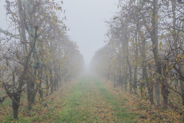 Fototapeta premium La pianura piemontese avvolta nella nebbia