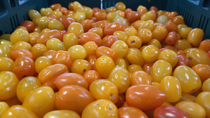 Heap of yellow tomatoes background in green basket at supermarket. Group of fresh tomatoes. Spot focus