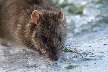 Brown rat (Rattus norvegicus) on the ice in winter, Norfolk, UK