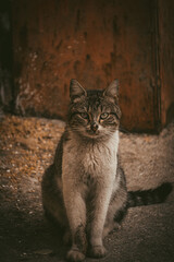 photography, photo, istanbul, fly, travel, architecture, design, tourism, exterior, nobody, red, home, house, old, wall, carved, architectural, arch, nonperson, daylight, sunlight, outdoor, stone, jah