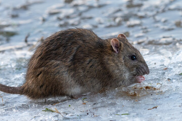 Brown rat (Rattus norvegicus) on the ice in winter, Norfolk, UK
