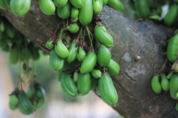 The green fruits of bilimbing ,Averrhoa bilimbi cucumber tree,