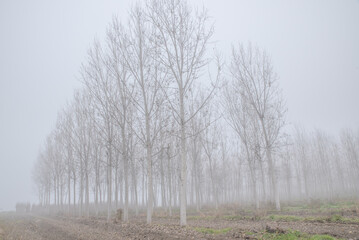 La pianura piemontese avvolta nella nebbia