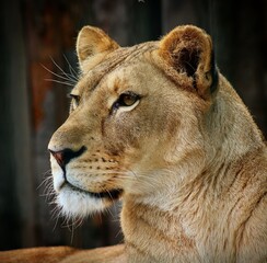 portrait of a lioness