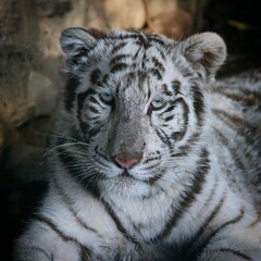 Obraz na płótnie Canvas white tiger portrait