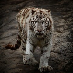 Obraz na płótnie Canvas Indian white tiger