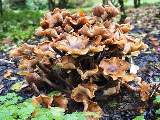 champignon des près