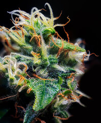 Extreme Macro of Cannabis Flower