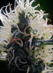 Extreme Macro of Cannabis Flower - 553021844