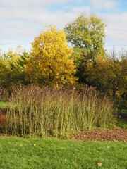 arbres couleurs d'automne