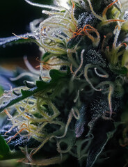 Extreme Macro of Cannabis Flower - 553022204