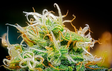 Extreme Macro of Cannabis Flower - 553022250
