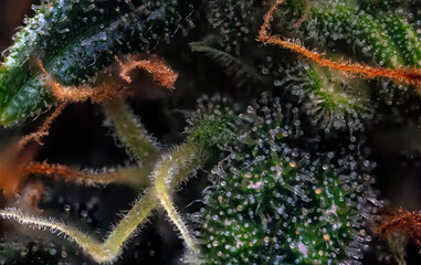 Extreme Macro of Cannabis Flower