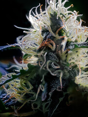 Extreme Macro of Cannabis Flower - 553022278
