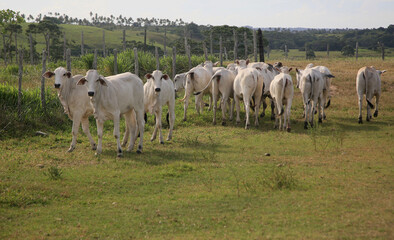 Fototapeta na wymiar conde, bahia, brasil - january 7, 2022: Cattle are seen in a corral of a farm in the city of Conde.