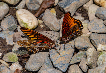 two monarch butterfly