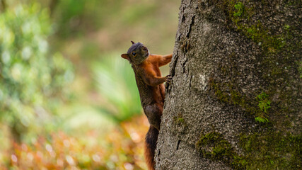 squirrel on tree trunk