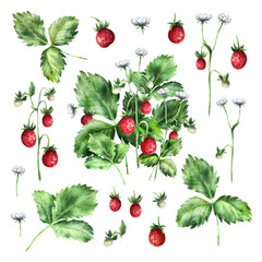 Set of Strawberries watercolor. Hand-drawn watercolour illustration. Fresh red berries.