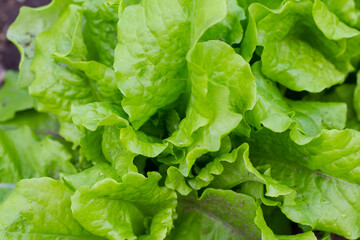 Green Lettuce leaves texture background. Lactuca sativa green leaves, close up.