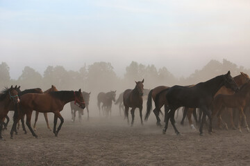 Fototapeta na wymiar A blurred herd of horses in the fog at sunset on a pasture