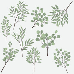 Freehand drawing of Eucalyptus branch collection.